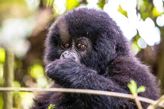 young gorilla close